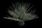 Desert Spoon — design image 13