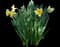 Wild Daffodil — design image 4