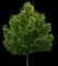 Sawtooth Oak Tree — design image 1