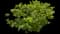 Red Twig Dogwood Shrub — design image 1
