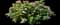 Bigleaf hydrangea — design image 4