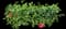 Tropical Hibiscus Tree — design image 20