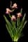 Dutch Iris — design image 1