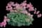 White Diamonds Fern-leaved Bleeding Heart — design image 1