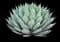 Parry's Agave — design image 13