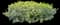 Japanese Yew — design image 5