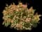 Jefam Amber Jubilee™ Ninebark — design image 1