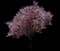 Newport Flowering Plum — design image 2