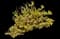 Forsythia Shrub — design image 10