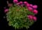 Peony (Paeonia) — design image 1