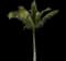 Coconut Palm — design image 12