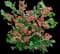 Pink Lemonade Blueberry Bush — design image 1