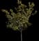 Southern Magnolia — design image 8