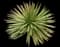 Thread-leaf Agave — design image 7