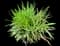 Lily Turf Grass — design image 22