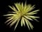 Bright Edge Yucca Plant — design image 1