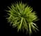 Spineless Yucca — design image 2