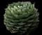 Cream Spike Agave — design image 2