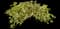 Yellow Ripple Ivy — design image 1