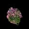 Geranium (Pelargonium) — design image 3