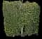 Chinese Banyan — design image 6