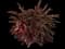 Barberry Bush — design image 18