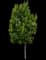 Laurel Tree (Laurus) — design image 11