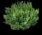 Boxwood Shrub — design image 16