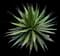 Queen Victoria Agave — design image 5