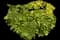 Tree Aeonium — design image 14