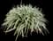 Lily Turf Grass — design image 31