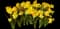 Wild Daffodil — design image 12