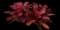 Blushing Bromeliad — design image 3