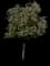 Live Oak Tree — design image 10