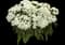 Dart White dianthus — design image 1