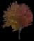 Red Maple Tree — design image 7