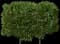 European Hornbeam — design image 2