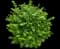 Cole's Compact Burning Bush — design image 3
