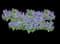 Hyacinth — design image 2