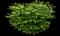 Burning Bush — design image 1