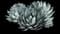 Parry's Agave — design image 12