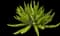 Asparagus Fern Plant — design image 1