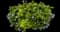 Dark Blue Plumbago — design image 1