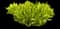 Asparagus Fern Plant — design image 6