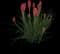 Red Hot Poker (Kniphofia) — design image 5