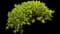 Cobweb Houseleek — design image 1