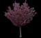 Flowering Cherry Tree (Prunus serrulata) — design image 5