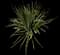 Yucca filamentosa — design image 6