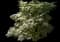 Japanese Maple Tree — design image 6