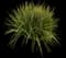African iris — design image 4